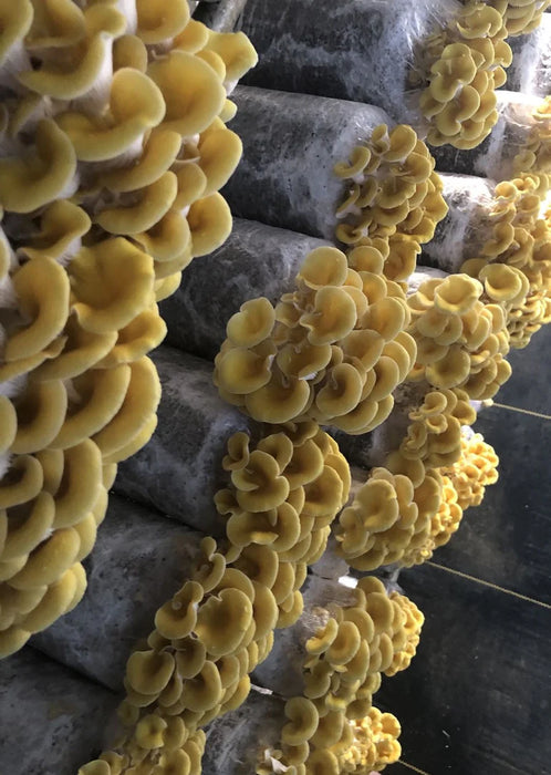 Yellow Oyster Log Kit