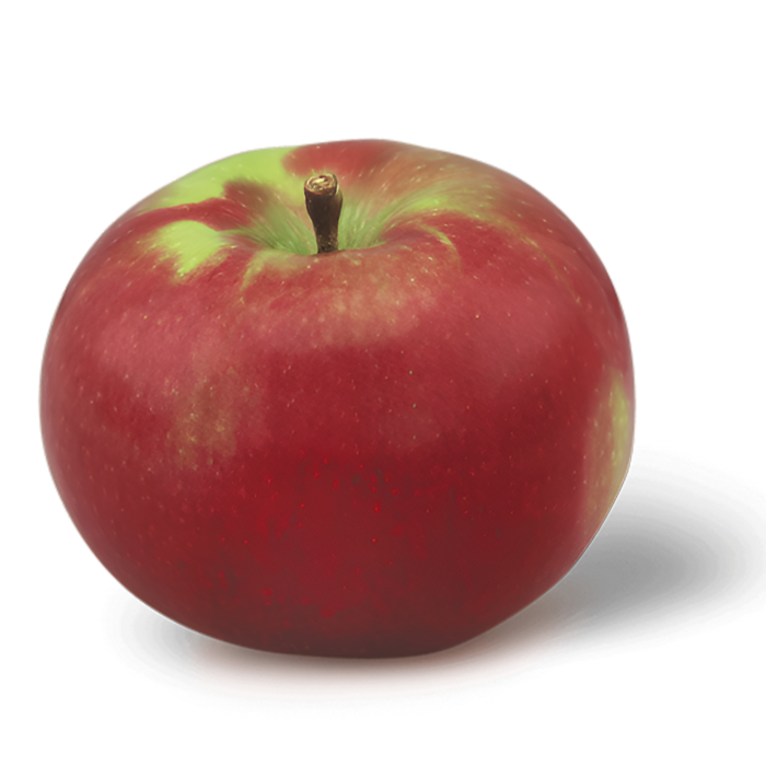 APPLE MACINTOSH 100CT