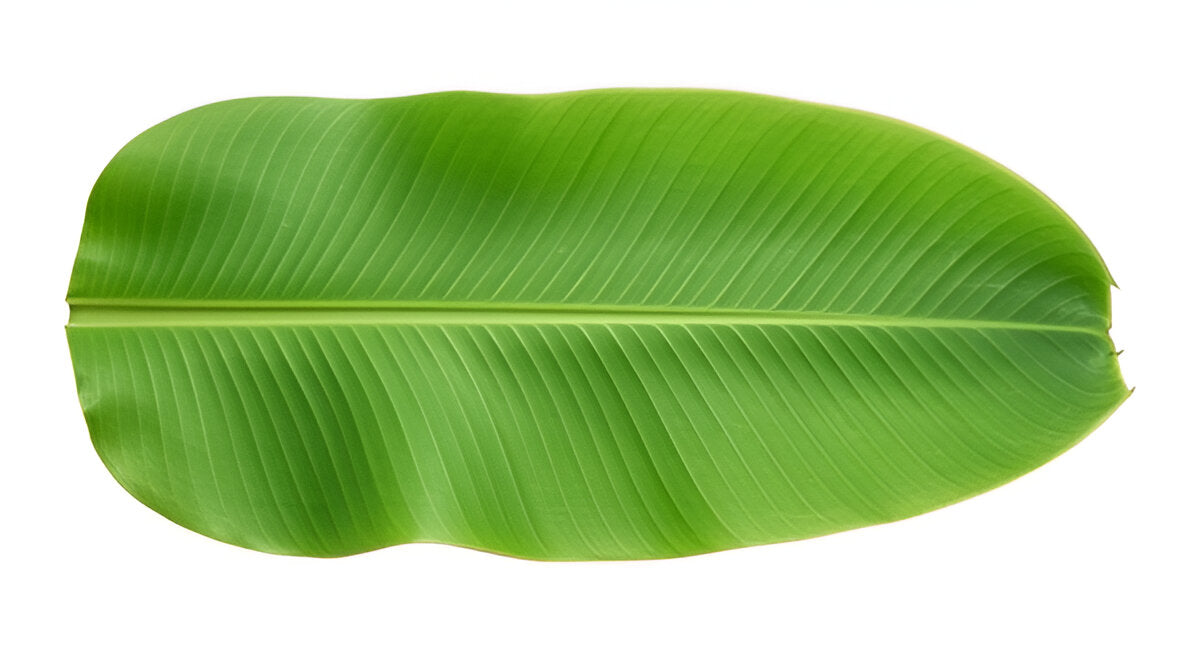 BANANA LEAF 20LB