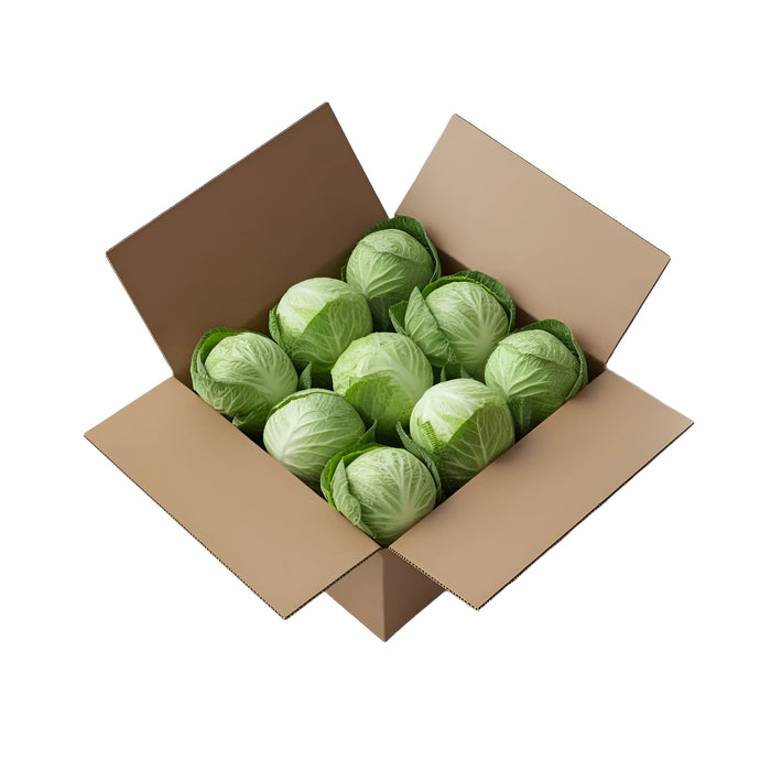 CABBAGE GREEN BOX CT