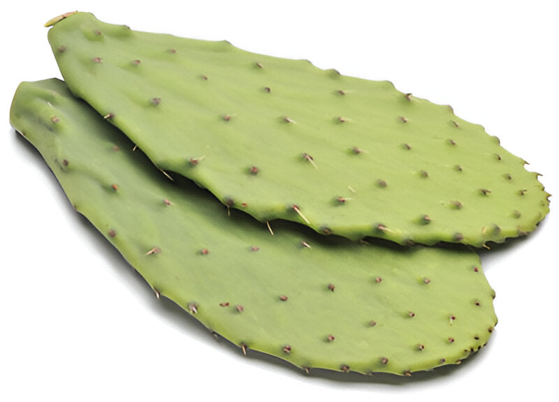CACTUS LEAF CTN