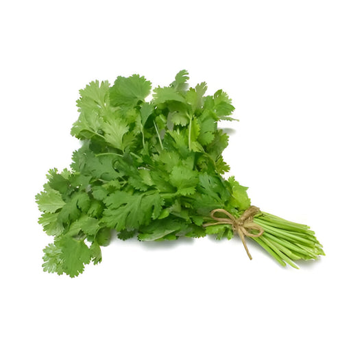 CILANTRO - 30CT, ASDS-AFRIVANA Bulk Wholesale Marketplace
