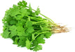 Coriander (Cilantro) 50 (50 lb)