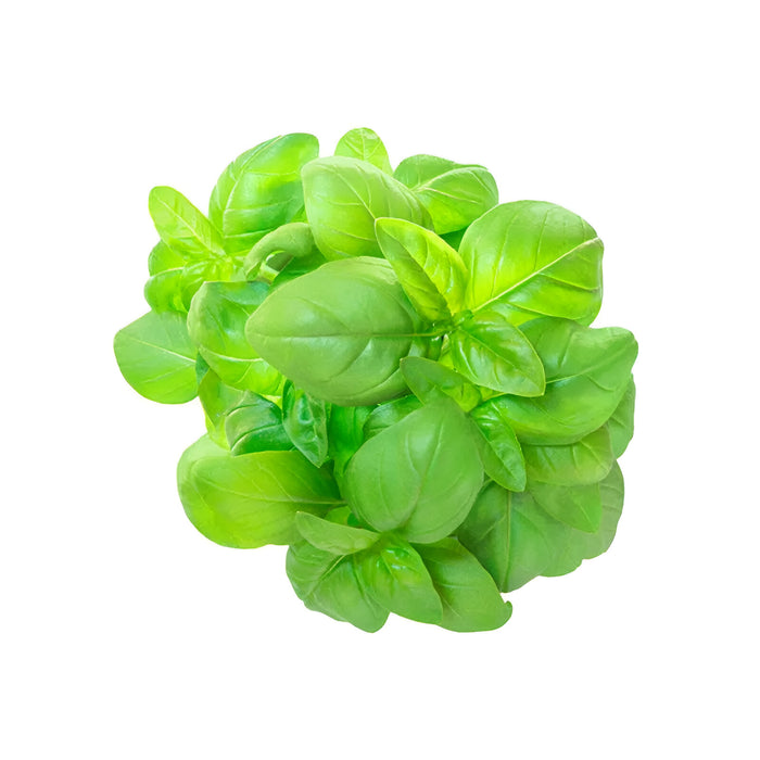 HERB BASIL 1LB