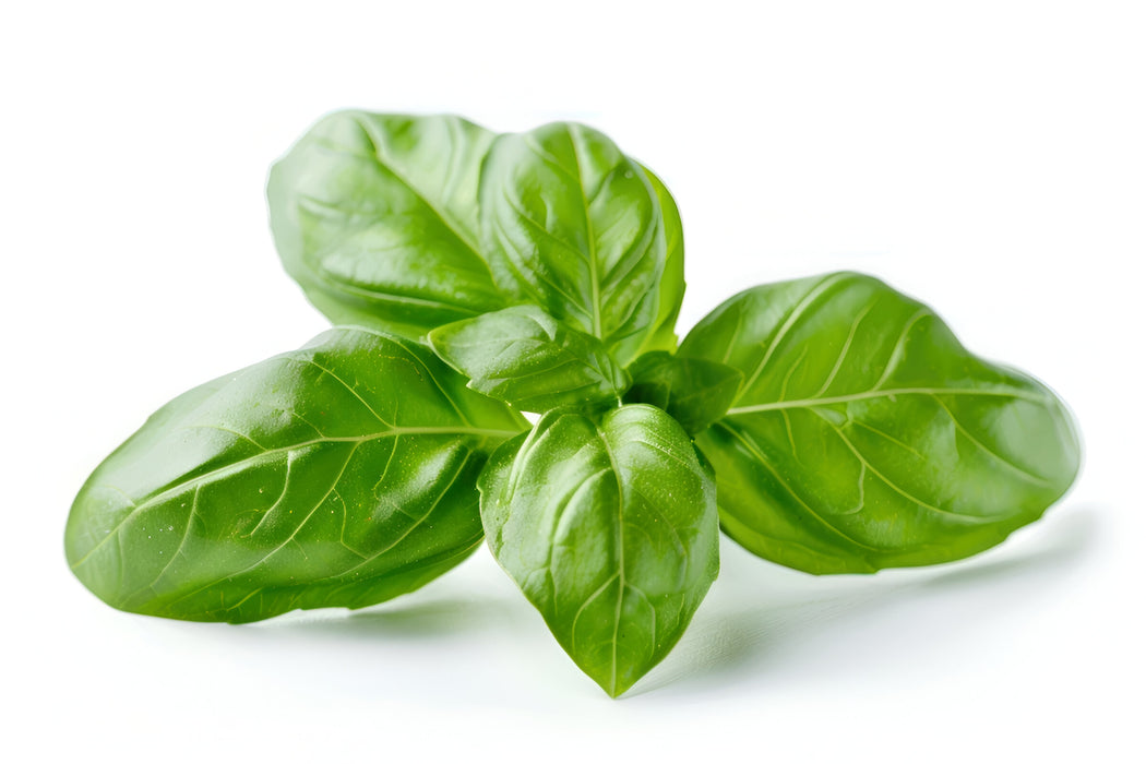 HERB BASIL CLAMSHELL 40Z