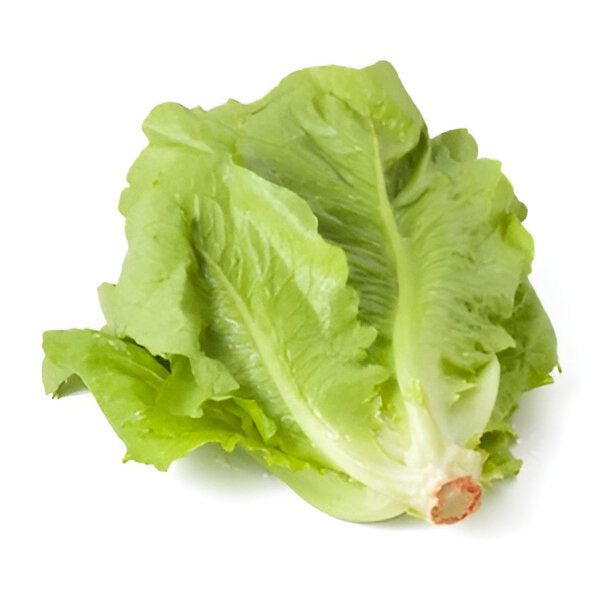 LETTUCE CELLO ICEBERG 24CT