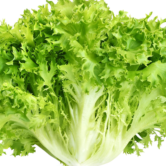 LETTUCE FRISEE 12CT
