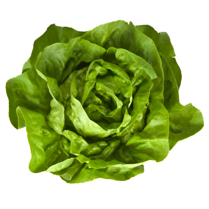 LETTUCE GRN. LEAF FLT ANDY BOY 10LB