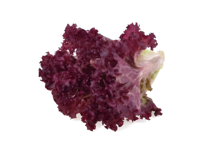 LETTUCE RED LEAF 24CT
