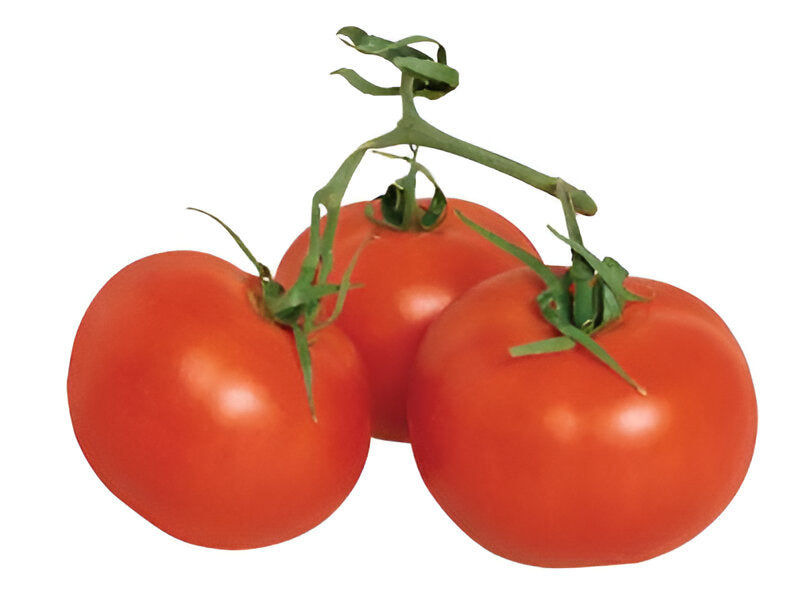 TOMATO 2-LAYER 4×5