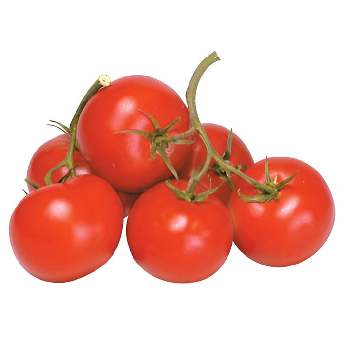 TOMATO 2-LAYER 5×5